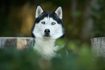 Husky dog in a forest