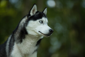 Husky dog in a forest
