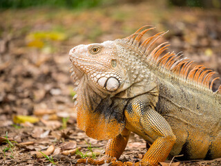 Green Iguana (Iguana Iguana) Large Herbivorous Lizard Staring on the Brown Grass in a Garden of Medellin, Antioquia / Colombia