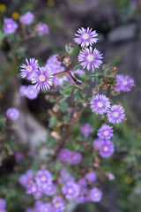 Fototapeta premium Tiny Purple Flowers on Stem