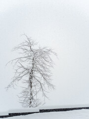 A tree covered with snow near the border on a cloudy day with heavy snowfall