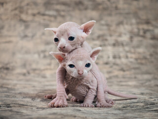 Little naked kitten Sphinx. Portrait of a thoroughbred cat