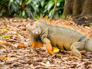 Green Iguana (Iguana Iguana) Large Herbivorous Lizard Staring on the Brown Grass full of Dry Leaves in Medellin, Antioquia / Colombia