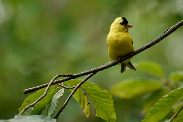 Juvenile Male American Goldfinch resting on a branch