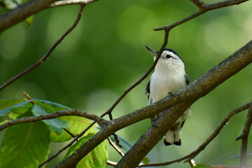 Male White-breasted Nuthatch perched jin a Beech tree