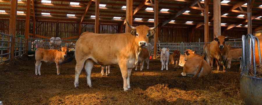 Panoramique fi&egrave;re vache Aubrac &agrave; l'&eacute;table, Bourgogne-Franche-Comt&eacute;, France
