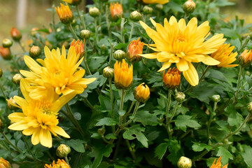 Yellow Chrysanthemum flowers in bloom in the garden