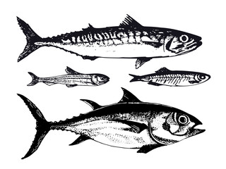 Hand drawn illustration of ocean sea fishes such as mackerel, tuna and capelin. Vector illustration of underwater wildlife animals in vintage sketch style. Great for packaging, banner, menu design