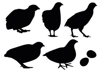 Quails in the set.