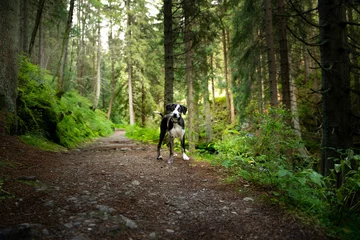 Fotobehang dog in the woods © vojta