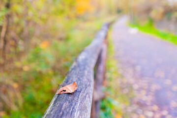 Una foglia caduta su uno steccato di legno, sullo sfondo fuori fuoco il bosco con colori autunnali