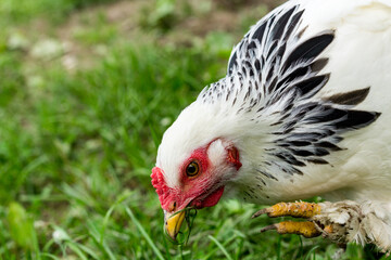 Light Brahma Farm Chicken