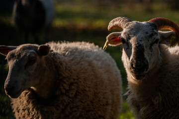 Obraz premium Mouton