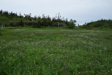栂池自然園　栂池　白馬　高原　高山植物　夏休み　夏の高原