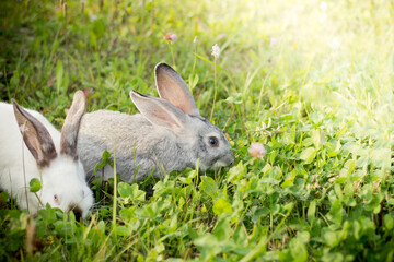 Naklejka na ściany i meble Two rabbits, gray and white. Rabbits eat grass