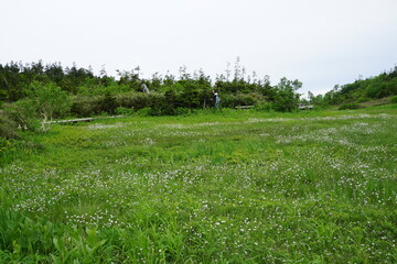 栂池自然園　栂池　白馬　高原　高山植物　夏休み　夏の高原
