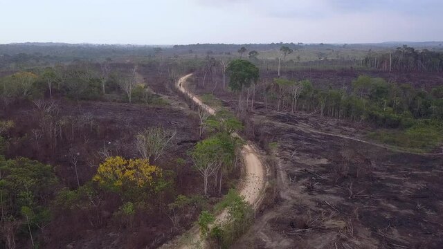 Drone aerial view of deforestation in the amazon rainforest. Trees cut and burned on an illegal dirt road to open land for agriculture and cattle in the Jamanxim National Forest, Para, Brazil.
