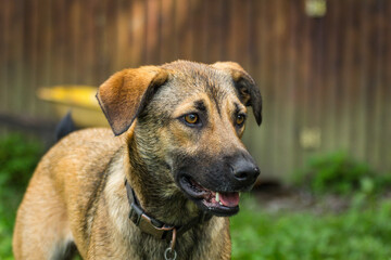 Anatolian Shepherd Dog