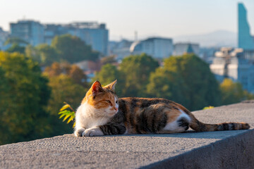 cat on the border against the background of the city of Tbilisi