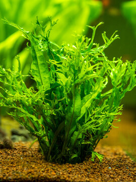 Aquatic fern (Microsorum pteropus &ndash; Windelov) isolated on a fish tank with blurred background