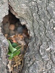 ants on tree
