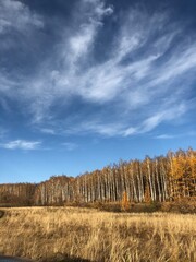 Obraz premium landscape with trees