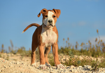 un pequeño perro de raza pitbull en el campo