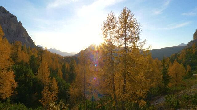 AERIAL, LENS FLARE: Flying around a towering larch tree changing leaves in the Dolomites illuminated by the golden fall sun. Stunning drone shot of autumn mountain landscape in Tre Cime on sunny day