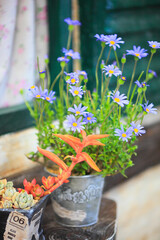 ブルーデイジー