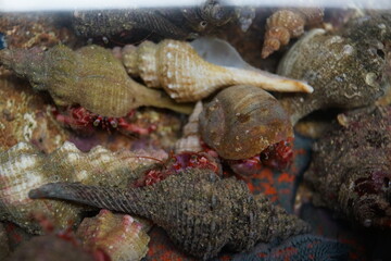 ヒトデ　貝　海中　生物　海の生き物