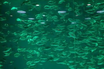 鯛　魚群　水槽　水族館　群れ　泳ぐ　水中　ライトアップ