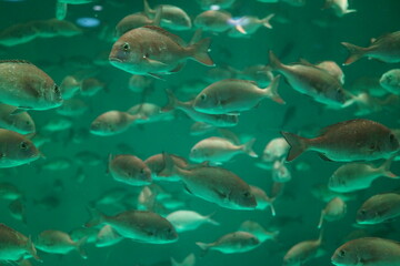 Fototapeta na wymiar 鯛　魚群　水槽　水族館　群れ　泳ぐ　水中　ライトアップ