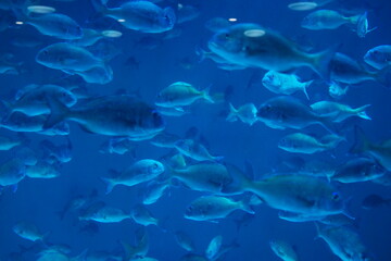 Fototapeta na wymiar 鯛　魚群　水槽　水族館　群れ　泳ぐ　水中　ライトアップ