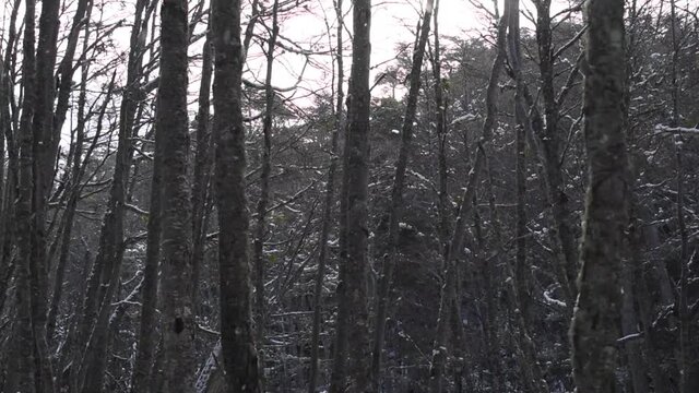 Bosque en Invierno Parque Nacional Tierra del Fuego, Patagonia Argentina
