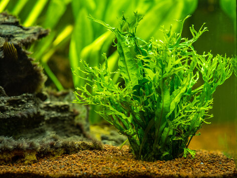 Aquatic fern (Microsorum pteropus &ndash; Windelov) isolated on a fish tank with blurred background