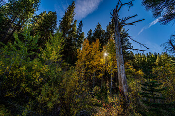 A beautiful image of fall trees and landscape at golden hour.