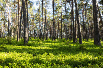 Beautiful pine forest. Blueberry bushes and grass in summer.