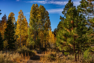 A beautiful image of fall trees and landscape at golden hour.
