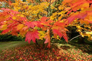 Acer maple trees in a blaze of autumn colour,  with fallen leaves on the ground, photographed at Westonbirt Arboretum, Gloucestershire, UK.