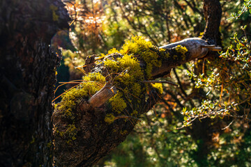 A beautiful image of fall trees and landscape at golden hour.