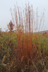 Tall Orange Grass