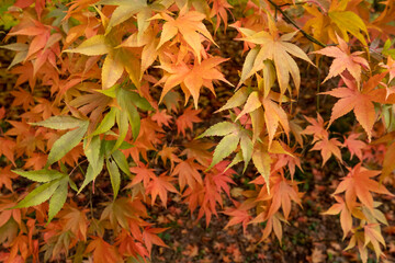 Acer and maple trees in a blaze of autumn colour, photographed at Westonbirt Arboretum, Gloucestershire, UK. The year 2020 is considered a good year for autumn colours due to weather conditions.