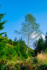 summer forest birch tree local scenic view vertical nature photography