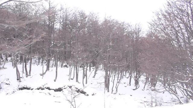 Bosque en Invierno Parque Nacional Tierra del Fuego, Patagonia Argentina