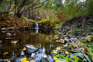 A beautiful image of fall trees and landscape at golden hour.
