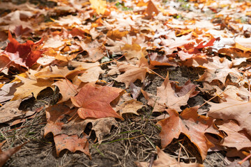 カラフルな紅葉　カナダ　オンタリオ州