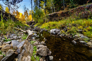 A beautiful image of fall trees and landscape at golden hour.