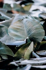 
nature in macro shot