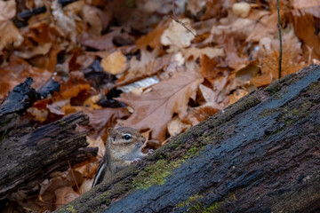 Chipmunk peeking out from behind forest log