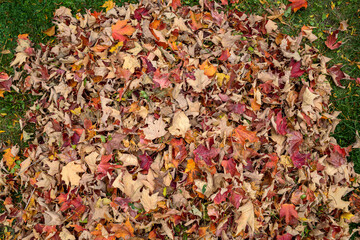 A pile of autumn leaves in a yard from above